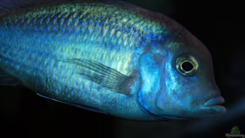 Cyrtocara Moorii Weib / nichtmehr im Becken von meerwasser-gb (37)