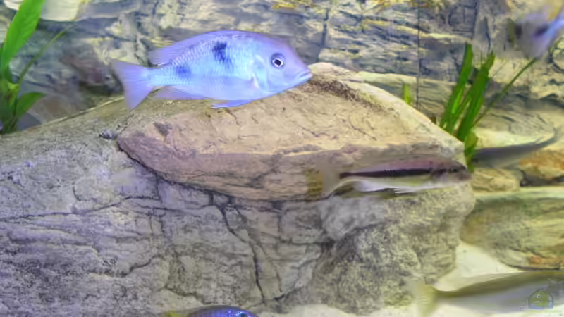 Cyrtocara moorii Weib von Wesermalawi (37)