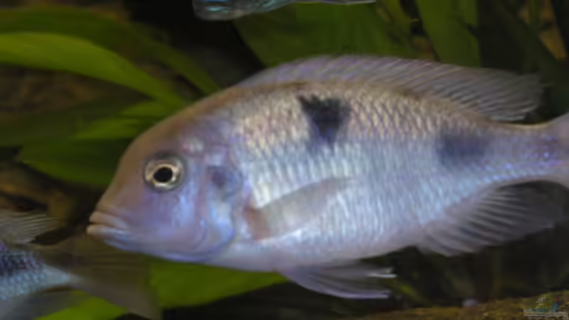 Cyrtocara moorii Weib von Wesermalawi (38)