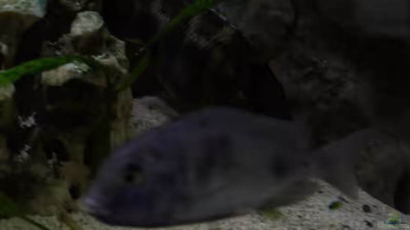 Cyrtocara moorii Weibchen von ehemaliger User (15)