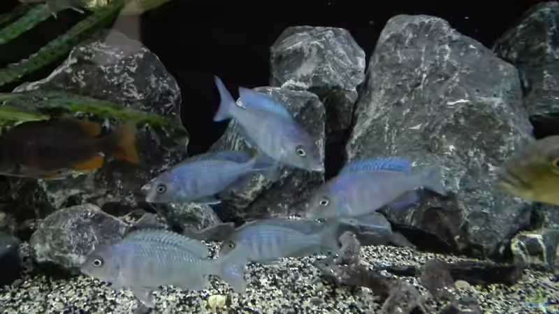 Cyrtocara mooriis  von Heike Fuchs (72)