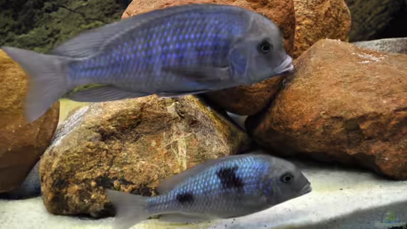 Cyrtocara Pärchen von Vladi (44)