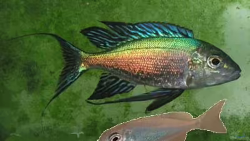 Cytopharinx Foai Halembe, Jungtier und Erwachsener von Yigit Nur (14)