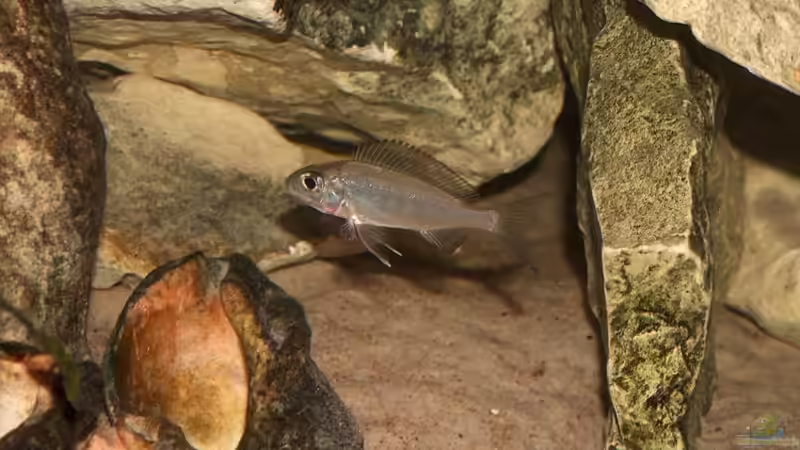 Cytopharinx Foai Halembe, Männchen zeichnen sich langsam ab von Yigit Nur (20)