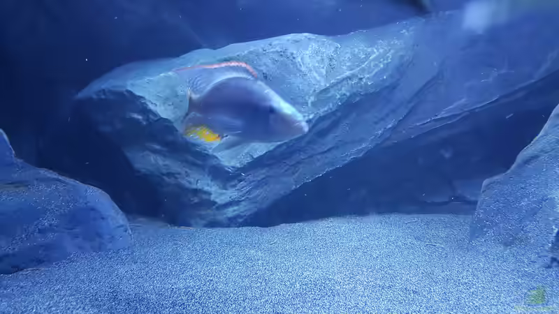 D. compressiceps von Tobi W. (6)