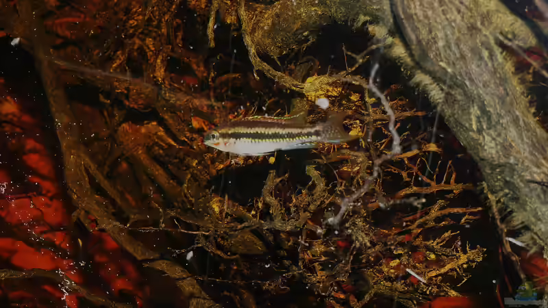 D. filamentosus M  von Goldfisch (6)