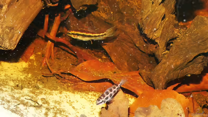 D. filamentosus M (oben) und W von Goldfisch (9)