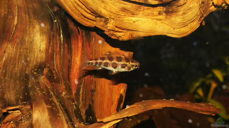 D. filamentosus von Goldfisch (8)