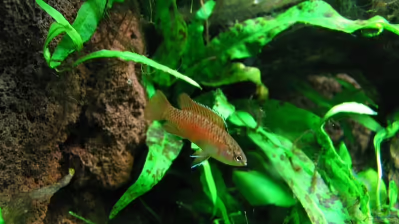 D.bangladesh Männchen von -serok- (15)