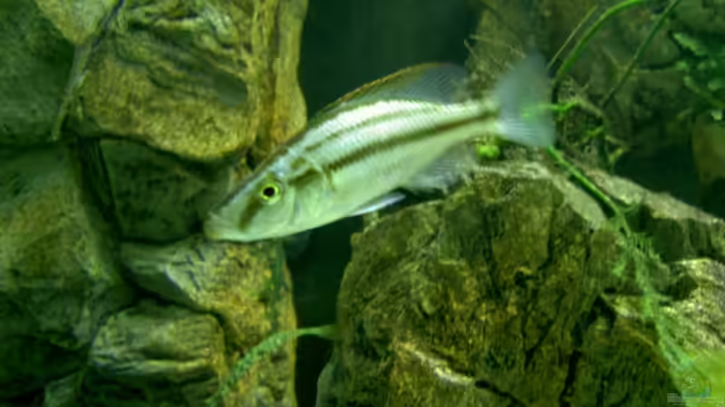 D.compressiceps Männchen, leider noch im Jugendkleid von Thorsten Peetz (16)