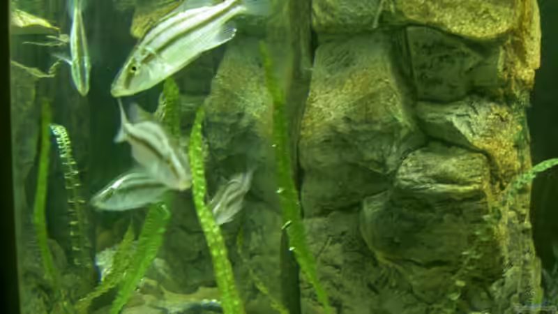 D.compressiceps Männchen mit seinen Weibern von Thorsten Peetz (17)