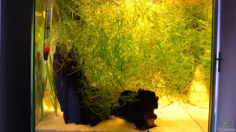 D10 von Lexterpower (4)