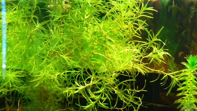 D10 von Lexterpower (7)