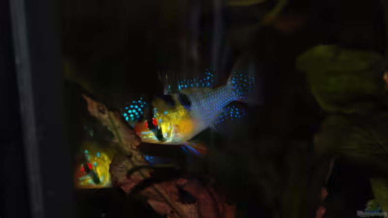 Da geht was von Holsch805 (31)