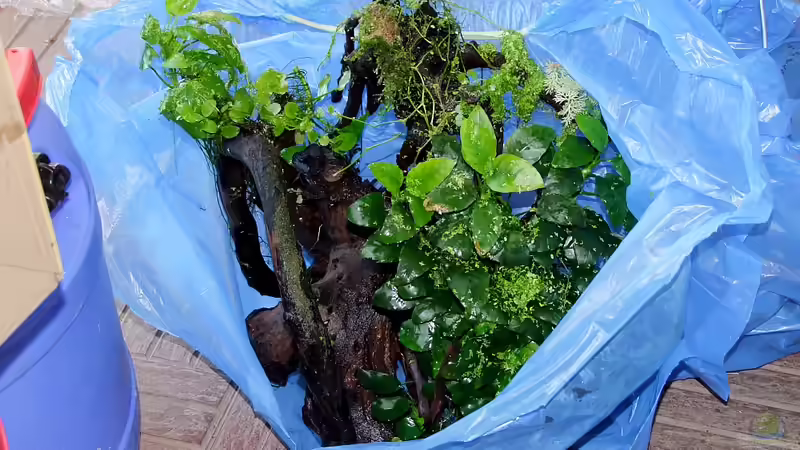 Da ich in meinen vorigen Becken schon einiges an Wurzelholz mit Anubias barteri nana bepflanzt hatte, konnte ich schon mit gut bewachsenen Wurzeln starten. Ich mag die Speerblätter sehr gerne, da sie anspruchslos sind und wunderschöne Wurzelgeflechte bilden.  von Denise83 (14)