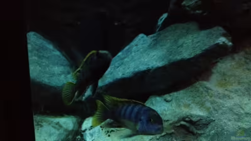 Da is er von der Steirer (137)