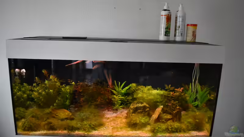 Da ist der Bakterienrasen Ca: 4 Wochen nach einlaufphase  von Peter Peter (20)