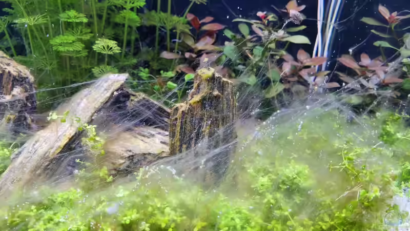 Da ist der Bakterienrasen seit Ca: 2 Wochen  von Peter Peter (17)