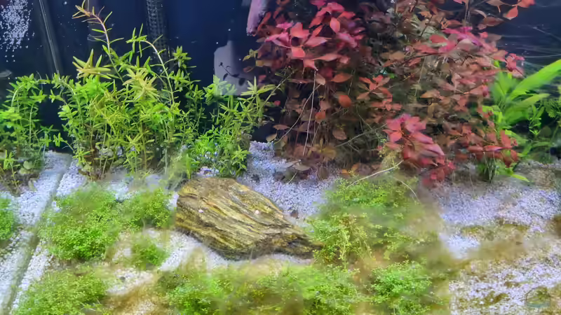 Da ist der Bakterienrasen seit Ca: 2 Wochen  von Peter Peter (18)