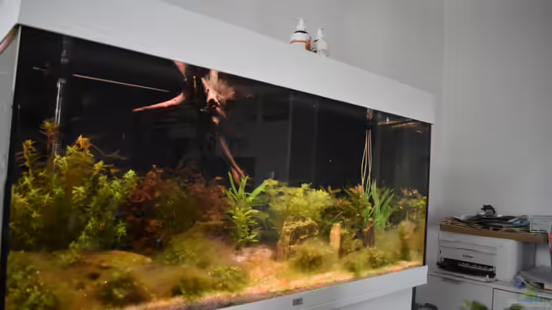 Da ist der Bakterienrasen seit Ca: 4 Wochen  in der einlaufphase  von Peter Peter (21)