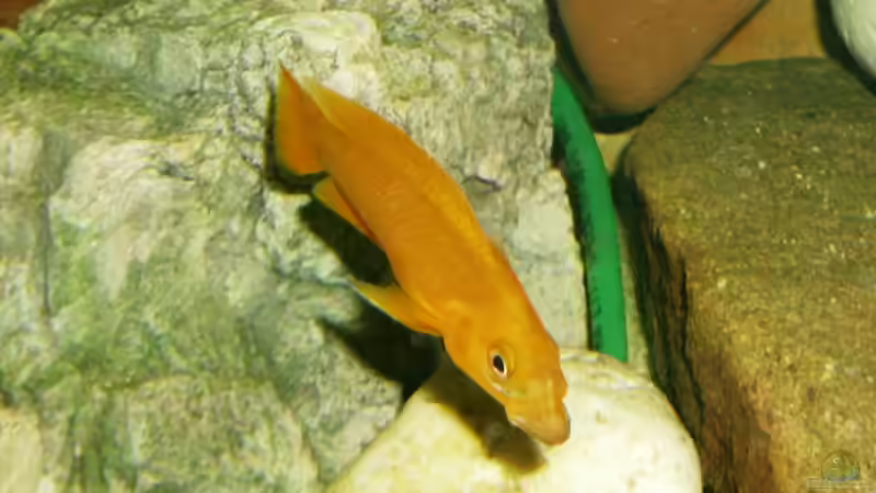 da ist jemand müde. ;) von Angelheart (33)