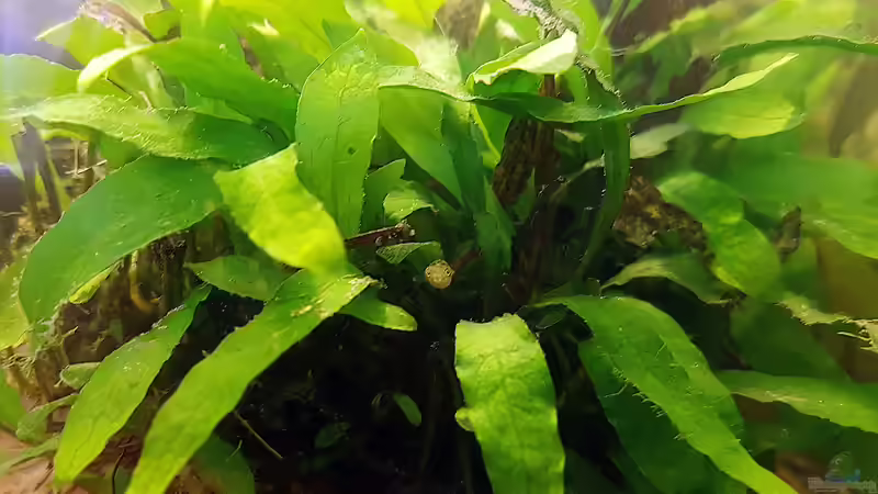 Da ist was im Busch. von miv (41)