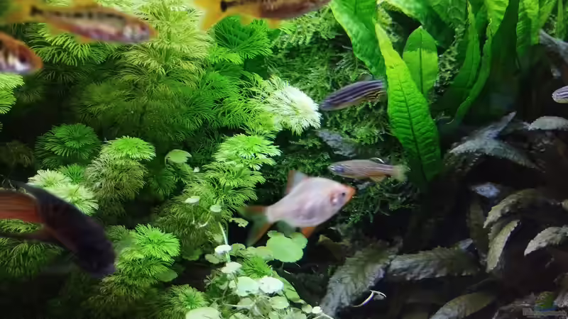 Da kommt richtig Freude auf von Thomas Kreuter (19)