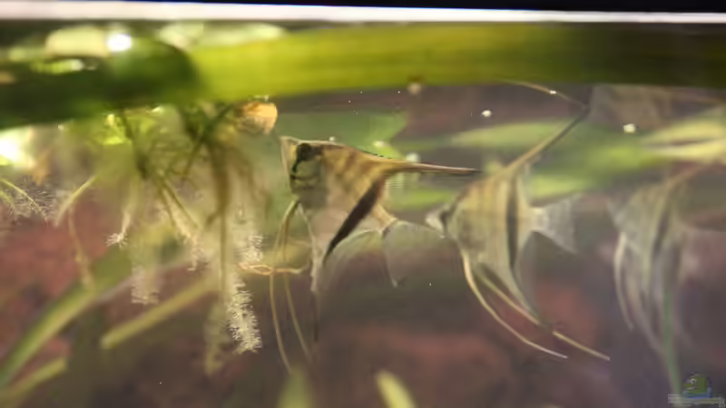 Da mag wohl jemand meinen Froschbiss  von Maximilian Landrock (13)