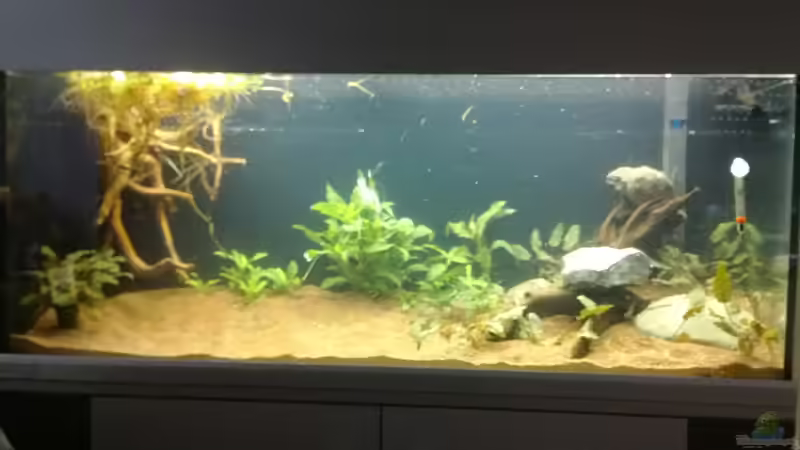 da müssen wohl noch mehr pflanzen rein von Monopoly (4)