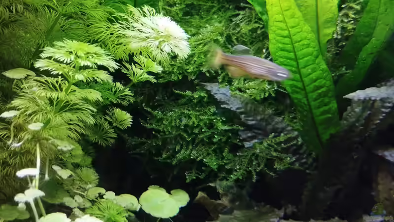 Da muss langsam wieder mal die Schere ran von Thomas Kreuter (21)