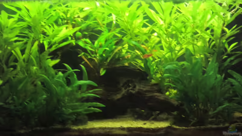 da sag einer, der Carbonator hilft nichts! 15.08.2019 von okefenokee (5)