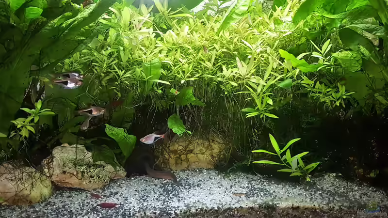 Da schaut ja einer aus der Röhre.... von odin 68 (48)