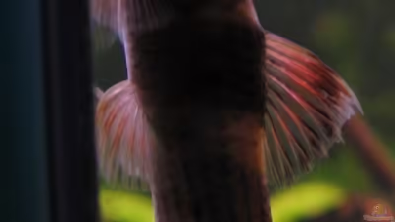 da schimmern die schönen roten Flossen von Simone Baumeister (11)