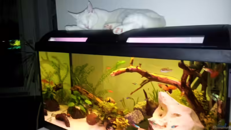 Da schläft die kleine Katze gern... von Marcel-Usedom (5)