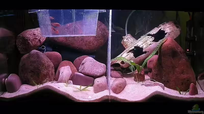 Da Schwimmen die kleinen Nachzuchten rum! Bei einer bestimmten Gr. werden sie verkauft! von Dennis V12 (32)