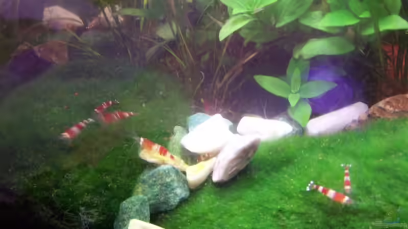 Da sind ein par der Neuen :D von Dani B (14)