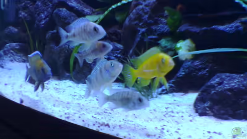 Da sind fast alle zum Gruppenfoto erschienen ! von Markus Kerwien (6)