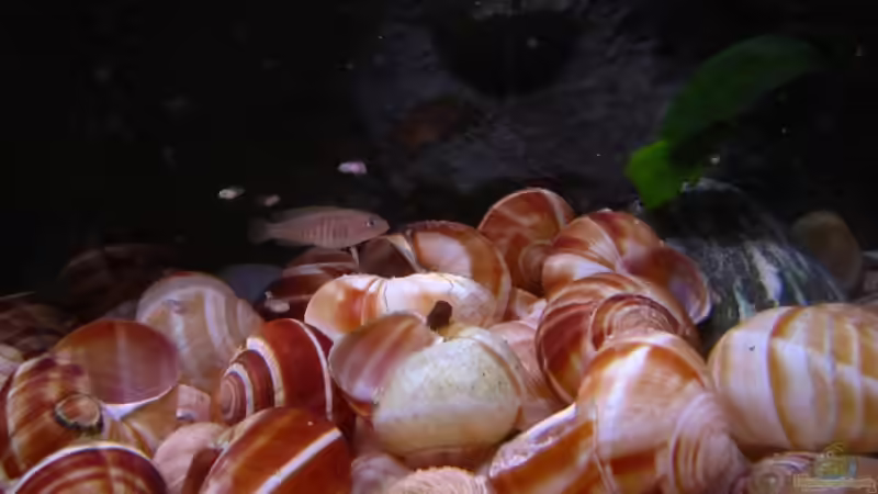 Da sind se ja :-D von Julien Preuß (14)