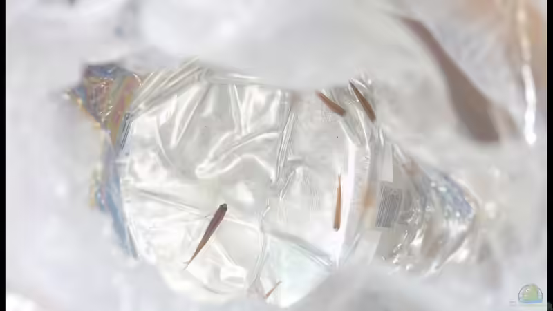 Da sind sie ja von DerImperator (33)