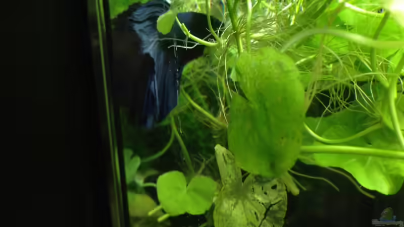 Aquarien mit Schwimmpflanzen