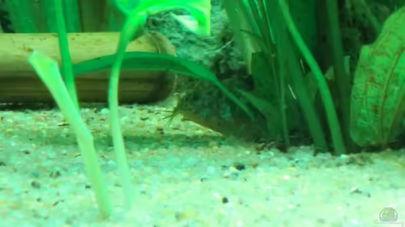 da versteckt sich doch wohl nicht etwa einer??? doch, einer der Marmorierten Panzerwelse, von Sirko Fricke (49)