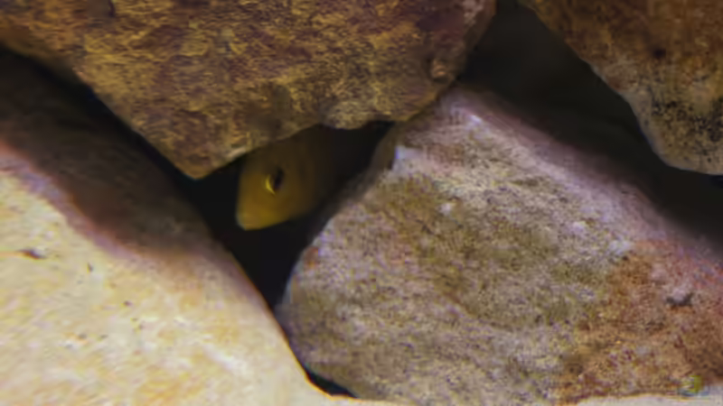 Da versteckt sich einer lieber^^ Eine von vielen Versteckmöglichkeiten von Richy (19)