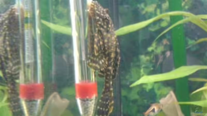 da war er noch kleiner  von Oli (23)