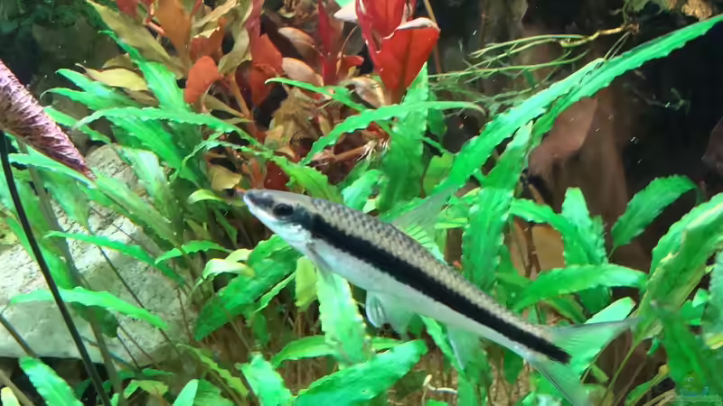 Da war sie noch jung.. 2016 von Petrich15 (6)