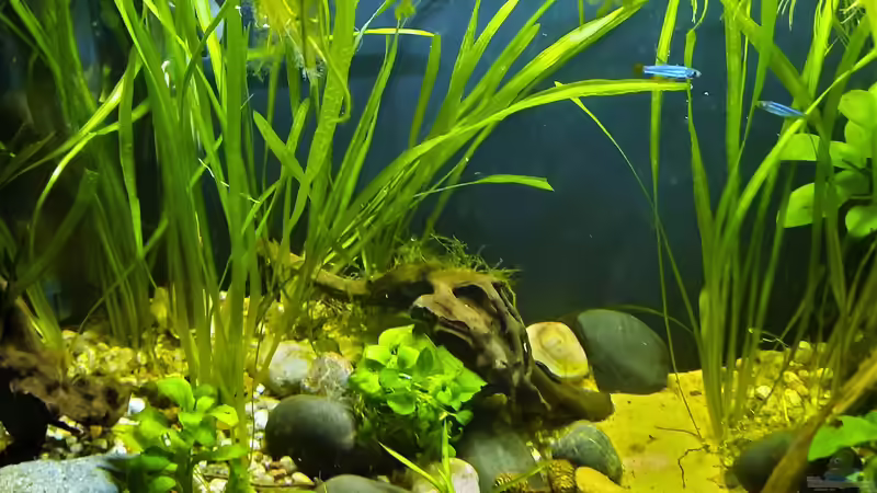 Da waren es noch mehr Brichary. Man sieht die tollen Farben d. Männchen von okefenokee (39)