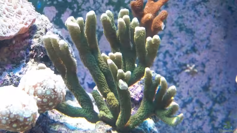 Da waren sie noch kleine Babys von Salvatore Fuso (13)