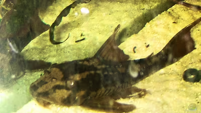 da weiß ich es leider nicht um was für ein Wels es sich handelt von Manuela Kutschke (13)