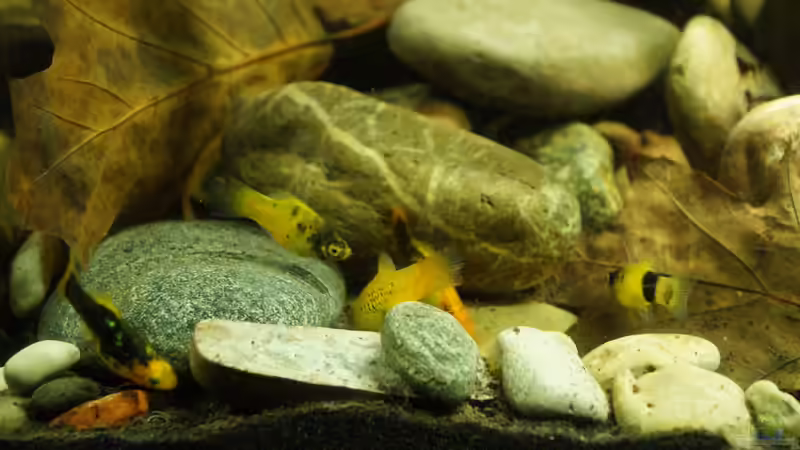 da wird nach Futter gesucht von Rootsman (95)