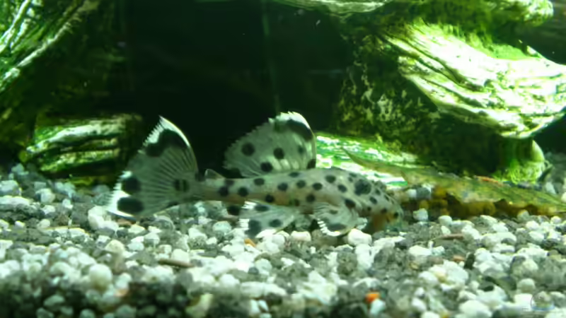 Da wohnt schon einer !!! von Stephan Groß (30)