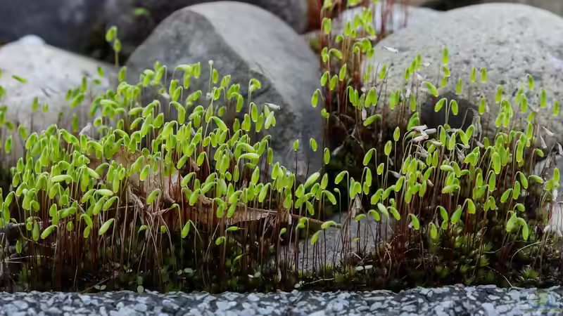 Dachbegrünung - umfassender Leitfaden für nachhaltige, langlebige und funktionale Gründächer